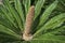 Mature Male Sago Palm Cycas Revoluta Flower Closeup