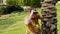 Mature man in aloha shirt looks through binoculars closed to palm trunk in park