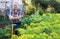 mature man farmer posing in estate garden