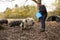 Mature Man Feeding Rare Breed Pigs In Garden