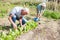 Mature man gardener working at land with lettuce, woman cultivate land