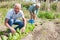 Mature man gardener working at land with lettuce, woman cultivate land