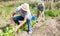 Mature man gardener working at land with lettuce, woman cultivate land