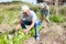 Mature man gardener working at land with lettuce, woman cultivate land