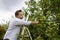 Mature man picking apples in orchard. Person stands on a ladder near tree and reaching for an apple
