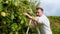 Mature man picking apples in orchard. Person stands on a ladder near tree and reaching for an apple.