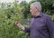 Mature man picking apples from a tree.