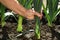 Mature man picking fresh leek in field, closeup