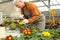 Mature man potting flower in greenhouse