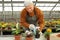 Mature man potting flower in greenhouse