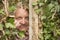 Mature man spying through an ivy plant