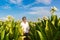 Mature man walks in the middle of a large tobacco plantation