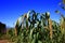 Mature millet in the farmland