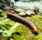 Mature millipede on green moss