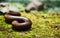 Mature millipede on green moss