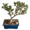 A mature miniature olive tree, an example of bonsai