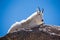 Mature mountain goat resting on boulder