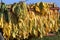 Mature newly harvested tobacco hanging outside in a trailer