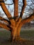 Mature Oak tree in English parkland.