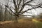 Mature oak tree sits in a field.