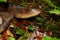 Mature, older Admirable Bolete with Fruit Fly atop