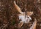 Mature and open milkweed pods in fall