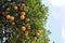 Mature oranges on the tree