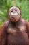 Mature orangutan in the Tanjung Puting national park in Indonesia