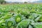 Mature organic cabbage farm in a cloudy day at Tongluo Township