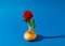 Mature organic onion with green sprouts and red rose flower on blue background.