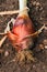 Mature organic onion left to dry