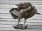 Mature Osprey Eating the Fish on the Deck