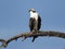 Mature Osprey Resting on the Tree Branch