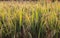 Mature paddy rice in the morning dew in a mountains of the island of Bali, Indonesia.