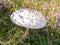 Mature parasol mushroom, Macrolepiota procera, in purple heath,