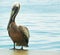 Mature pelican