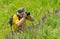 Mature photographer taking a photo of wild nature