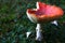 Mature poisonous mushroom Fly Amanita, latin name Amanita Muscaria, with damaged hat on the right side