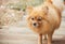 Mature Pomeranian Dog