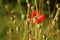 Mature poppies in a botanical garden close-up, fuzzy background