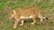 mature pregnant lion walking