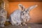 Mature rabbit doe in farm cage. Breeding rabbits