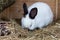 Mature rabbit doe in farm cage or hutch. Breeding rabbits background