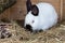 Mature rabbit doe in farm cage or hutch. Breeding rabbits background