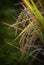 Mature Rice Growing in the Terraces of Bali, Indonesia.