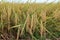 Mature rice plants just before being harvested during the first rice harvest of 2021 in Hoi An, Vietnam