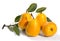 Mature ripe pears on a white background