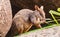 Mature Rock Wallaby Australia Fauna