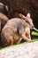 Mature Rock Wallaby eating grass Australia