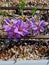 Mature saffron flowers, industrially grown in the fields of Israel